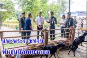 ปตท.สผ.เข้าร่วมพิธีรับพระราชทาน แพะพันธุ์แบล็คเบงกอล รุ่นที่ 5