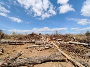 พิษณุโลก ยึดไม้เถื่อน 57 ท่อน แบคโฮกวาด-โค่นล้มทั้งรากกระจายเกลื่อน ในเขตป่าสงวนแห่งชาติ ป่าสวนเมี่ยง 