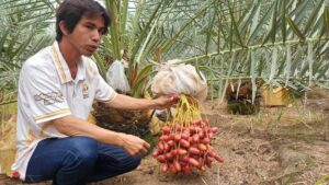 พิษณุโลก ไร่อินทรัตน์ การันตี ! อินทผลัม เพาะเมล็ดเกรดพรีเมี่ยม ราคาดี ไม่มีตก